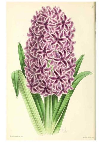 Reproducción/Reproduction 49796672583: The floral magazine;. London,L. Reeve & Co.. 