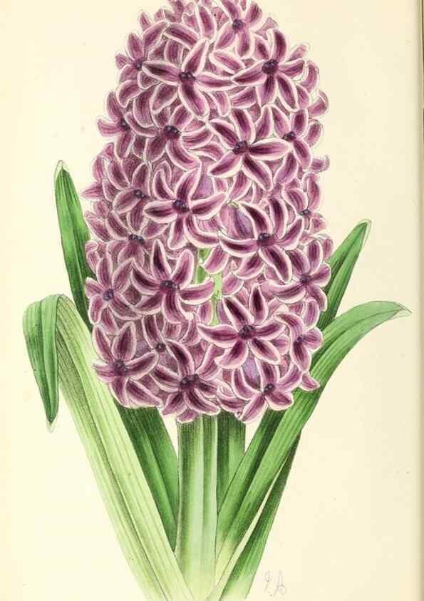 Reproducción/Reproduction 49796672583: The floral magazine;. London,L. Reeve & Co.. 