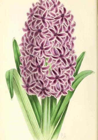Reproducción/Reproduction 49796672583: The floral magazine;. London,L. Reeve & Co.. 