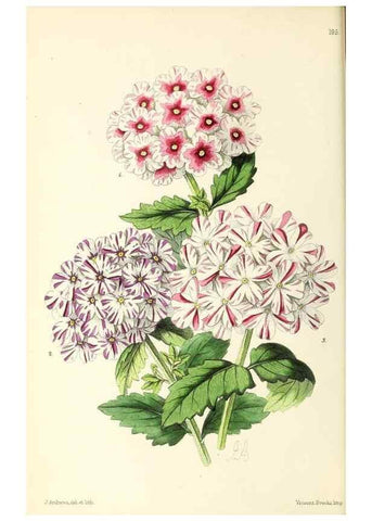 Reproducción/Reproduction 49797525872: The floral magazine;. London,L. Reeve & Co.. 