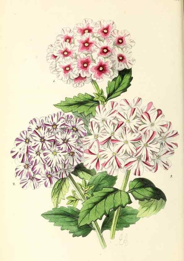Reproducción/Reproduction 49797525872: The floral magazine;. London,L. Reeve & Co.. 