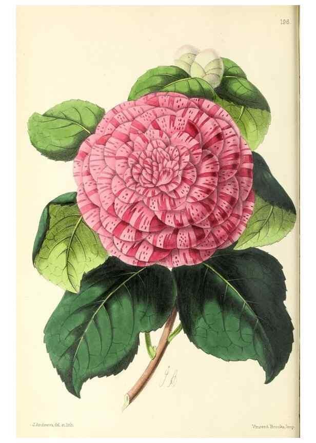 Reproducción/Reproduction 49797218696: The floral magazine;. London,L. Reeve & Co.. 