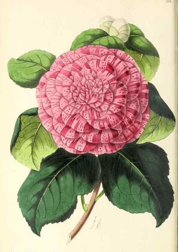 Reproducción/Reproduction 49797218696: The floral magazine;. London,L. Reeve & Co.. 