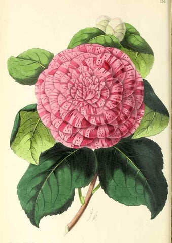 Reproducción/Reproduction 49797218696: The floral magazine;. London,L. Reeve & Co.. 