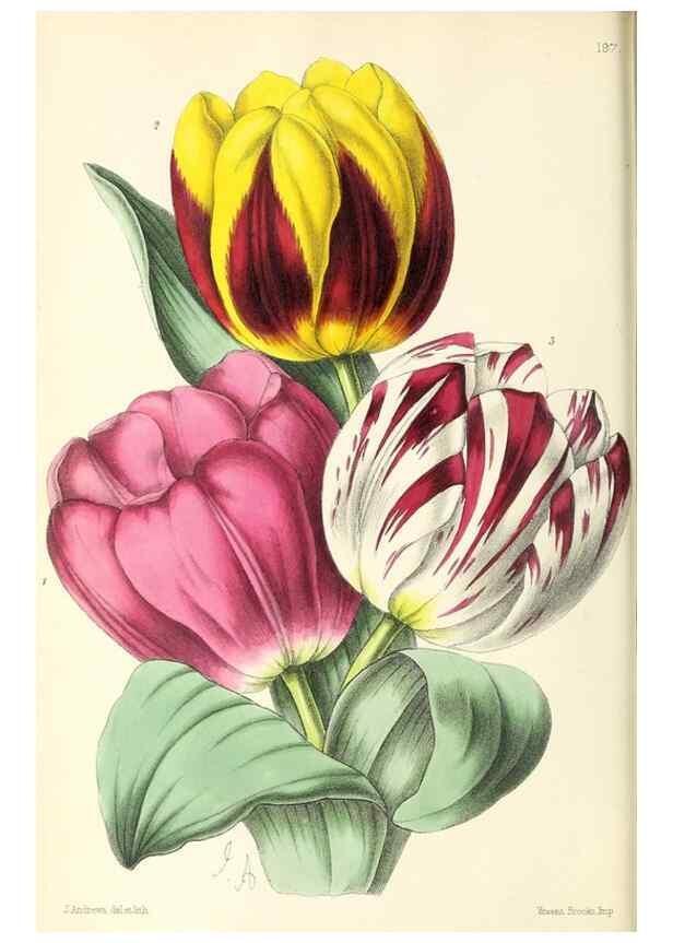 Reproducción/Reproduction 49797218921: The floral magazine;. London,L. Reeve & Co.. 