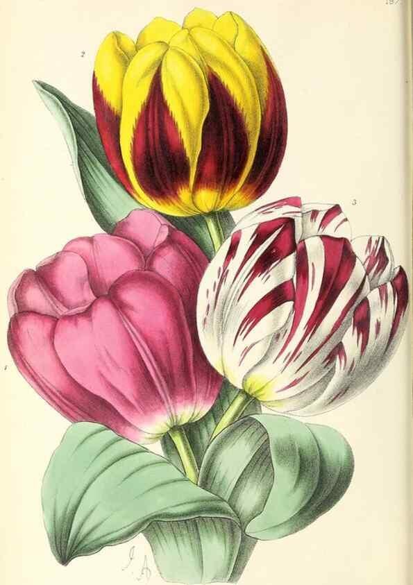 Reproducción/Reproduction 49797218921: The floral magazine;. London,L. Reeve & Co.. 
