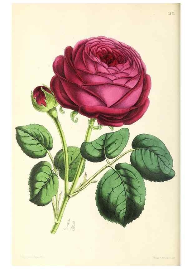 Reproducción/Reproduction 49796673428: The floral magazine;. London,L. Reeve & Co.. 