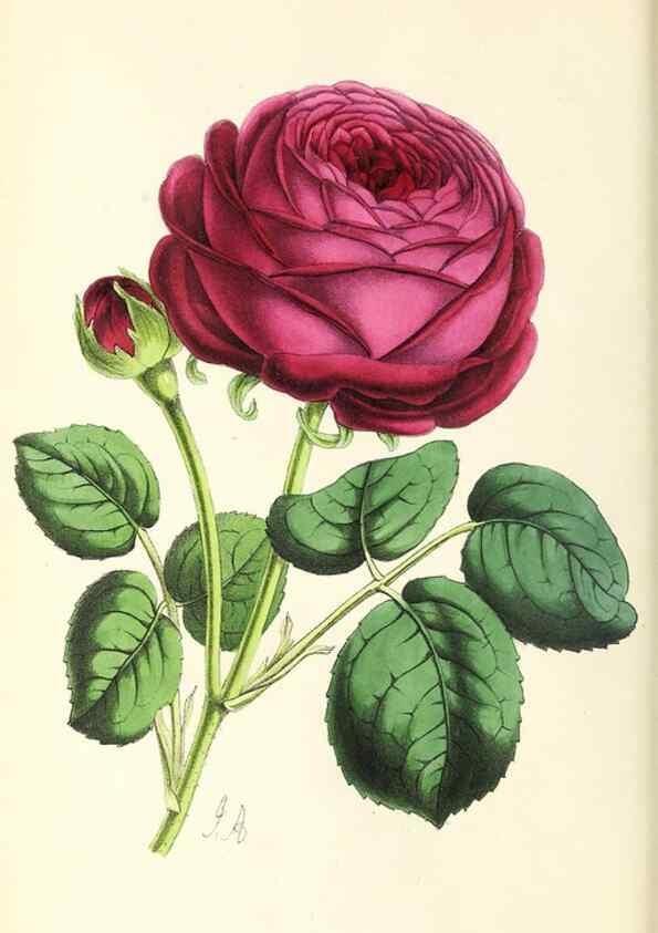 Reproducción/Reproduction 49796673428: The floral magazine;. London,L. Reeve & Co.. 