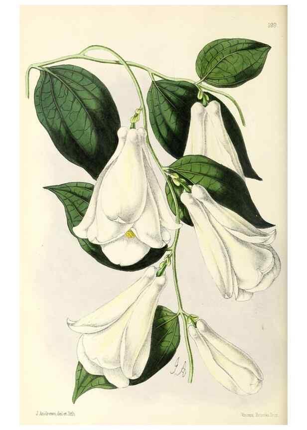 Reproducción/Reproduction 49796673593: The floral magazine;. London,L. Reeve & Co.. 