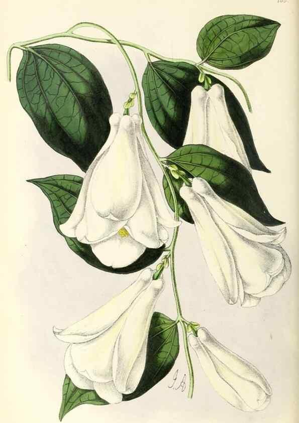 Reproducción/Reproduction 49796673593: The floral magazine;. London,L. Reeve & Co.. 