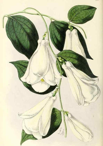 Reproducción/Reproduction 49796673593: The floral magazine;. London,L. Reeve & Co.. 