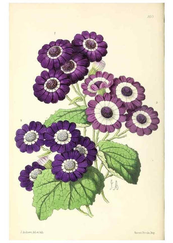 Reproducción/Reproduction 49797527107: The floral magazine;. London,L. Reeve & Co.. 