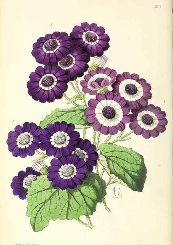 Reproducción/Reproduction 49797527107: The floral magazine;. London,L. Reeve & Co.. 