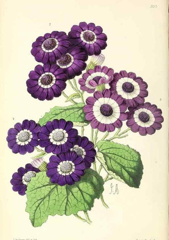 Reproducción/Reproduction 49797527107: The floral magazine;. London,L. Reeve & Co.. 