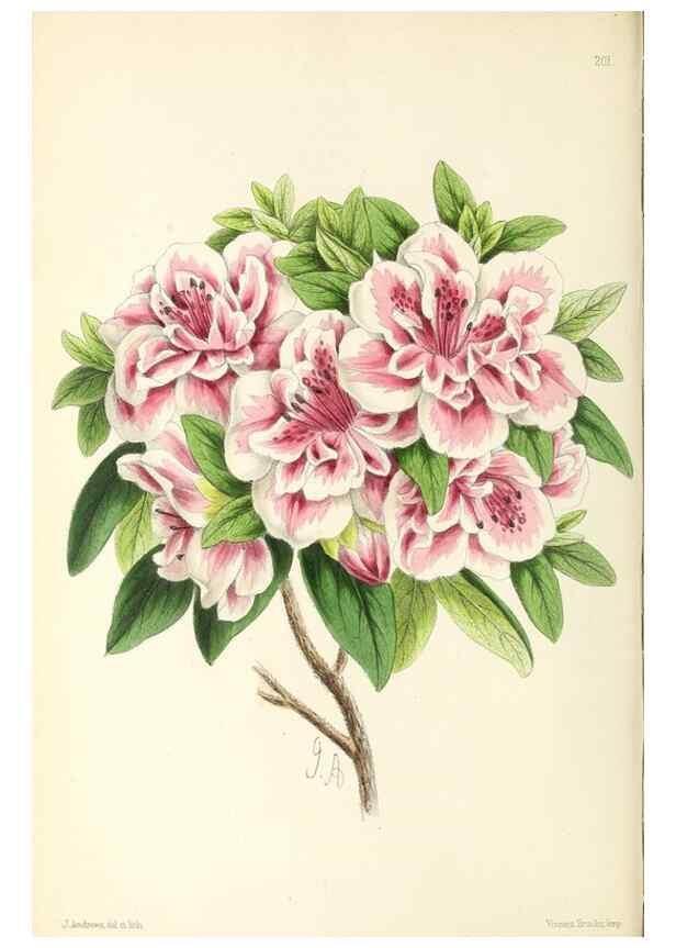 Reproducción/Reproduction 49797527267: The floral magazine;. London,L. Reeve & Co.. 