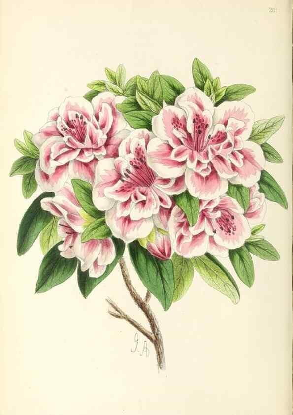 Reproducción/Reproduction 49797527267: The floral magazine;. London,L. Reeve & Co.. 