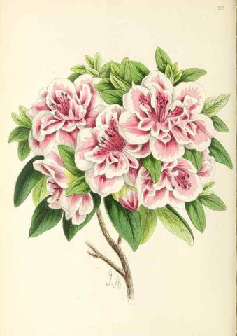 Reproducción/Reproduction 49797527267: The floral magazine;. London,L. Reeve & Co.. 