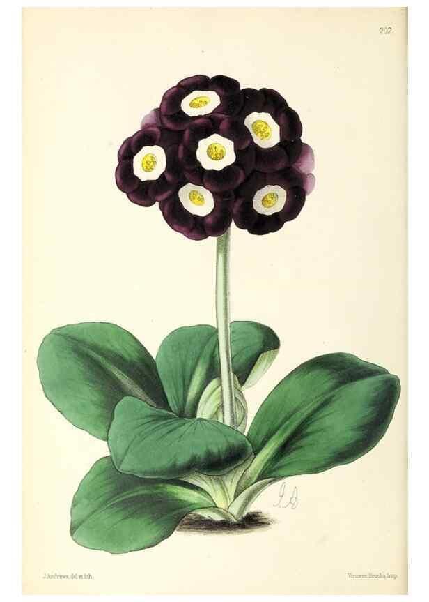 Reproducción/Reproduction 49797527597: The floral magazine;. London,L. Reeve & Co.. 