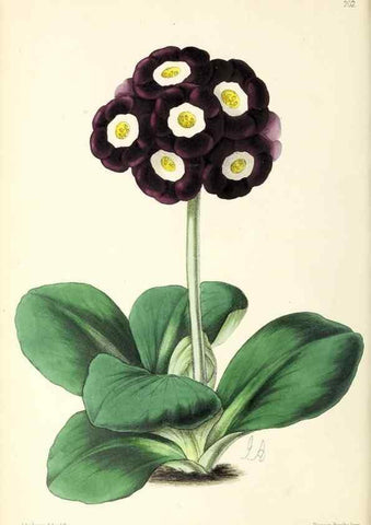 Reproducción/Reproduction 49797527597: The floral magazine;. London,L. Reeve & Co.. 