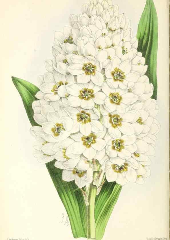 Reproducción/Reproduction 49796675163: The floral magazine;. London,L. Reeve & Co.. 