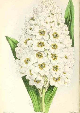 Reproducción/Reproduction 49796675163: The floral magazine;. London,L. Reeve & Co.. 