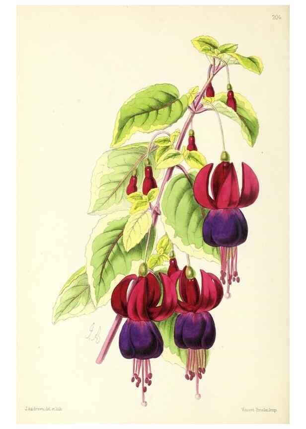 Reproducción/Reproduction 49797221101: The floral magazine;. London,L. Reeve & Co.. 