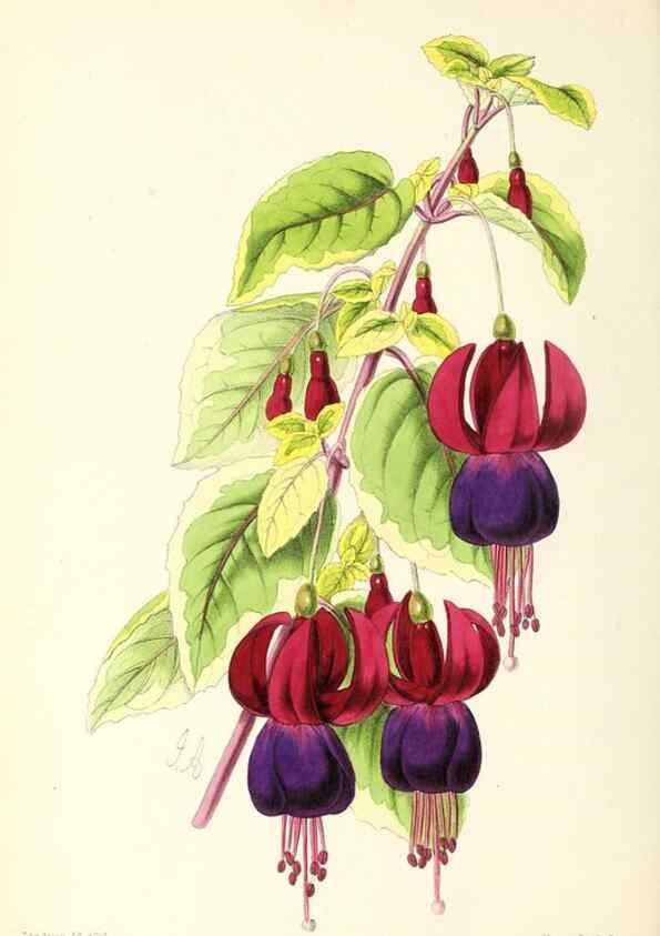 Reproducción/Reproduction 49797221101: The floral magazine;. London,L. Reeve & Co.. 