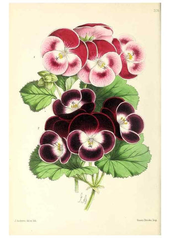 Reproducción/Reproduction 49796675623: The floral magazine;. London,L. Reeve & Co.. 