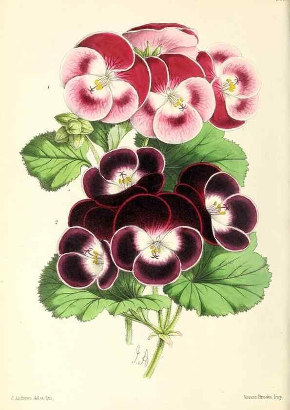 Reproducción/Reproduction 49796675623: The floral magazine;. London,L. Reeve & Co.. 
