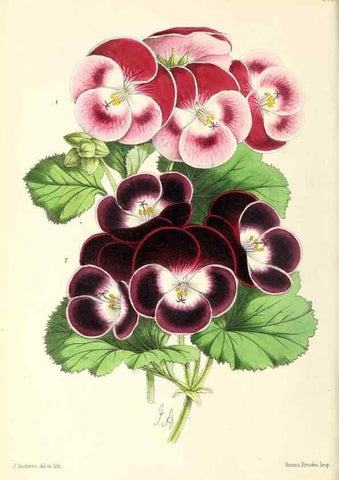 Reproducción/Reproduction 49796675623: The floral magazine;. London,L. Reeve & Co.. 