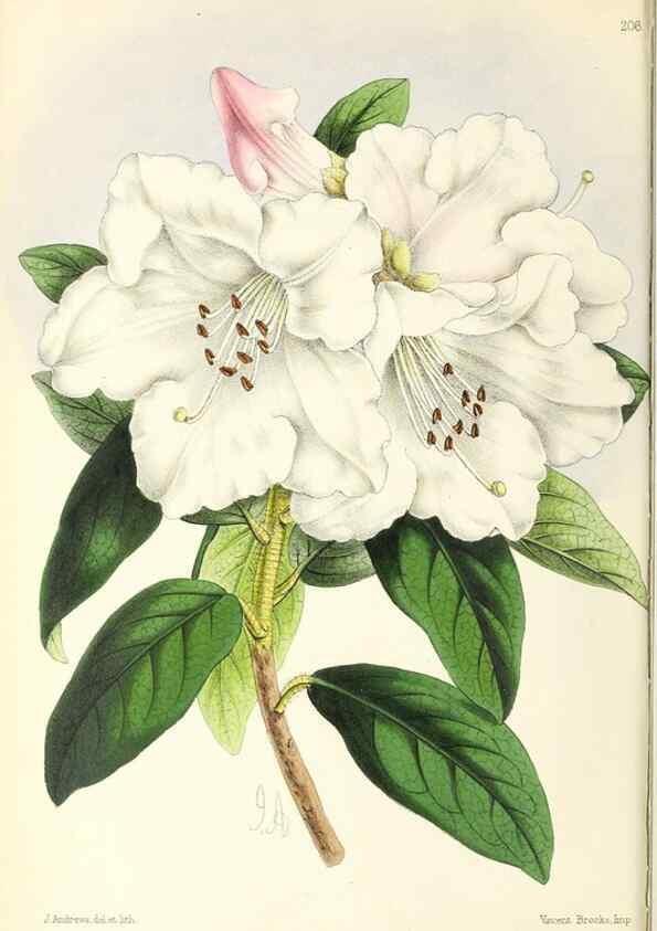 Reproducción/Reproduction 49797529147: The floral magazine;. London,L. Reeve & Co.. 