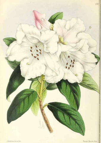 Reproducción/Reproduction 49797529147: The floral magazine;. London,L. Reeve & Co.. 
