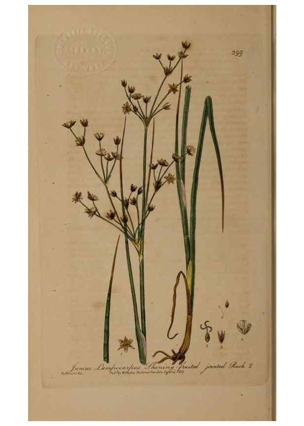 Reproducción/Reproduction 49788478222: British phaenogamous botany,. Oxford,Published by the author, sold by J.H. Parker [etc.]1834-43.. 
