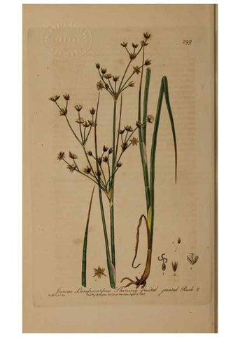 Reproducción/Reproduction 49788478222: British phaenogamous botany,. Oxford,Published by the author, sold by J.H. Parker [etc.]1834-43.. 