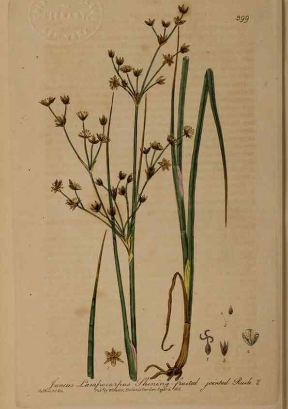 Reproducción/Reproduction 49788478222: British phaenogamous botany,. Oxford,Published by the author, sold by J.H. Parker [etc.]1834-43.. 