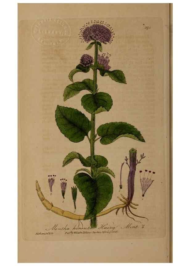 Reproducción/Reproduction 49788477982: British phaenogamous botany,. Oxford,Published by the author, sold by J.H. Parker [etc.]1834-43.. 