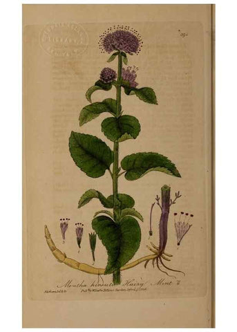 Reproducción/Reproduction 49788477982: British phaenogamous botany,. Oxford,Published by the author, sold by J.H. Parker [etc.]1834-43.. 