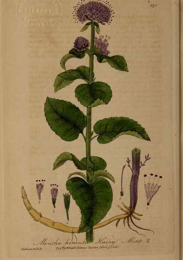 Reproducción/Reproduction 49788477982: British phaenogamous botany,. Oxford,Published by the author, sold by J.H. Parker [etc.]1834-43.. 