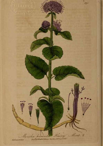 Reproducción/Reproduction 49788477982: British phaenogamous botany,. Oxford,Published by the author, sold by J.H. Parker [etc.]1834-43.. 