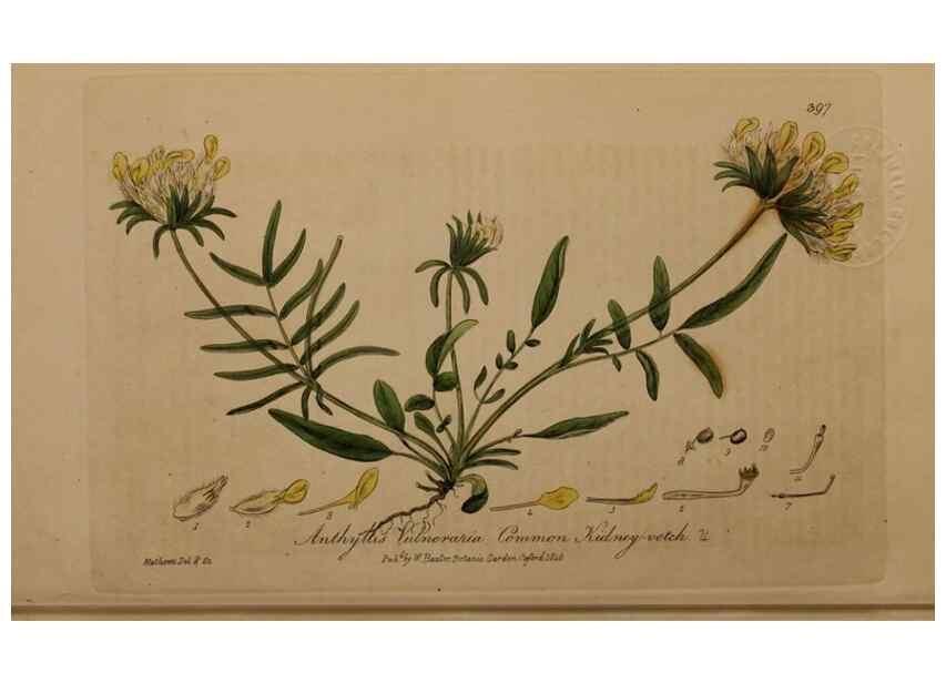 Reproducción/Reproduction 49787617863: British phaenogamous botany,. Oxford,Published by the author, sold by J.H. Parker [etc.]1834-43.. 