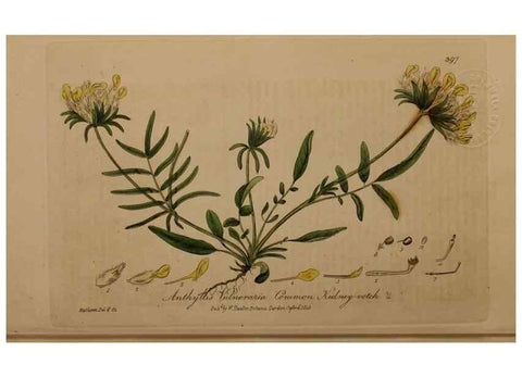 Reproducción/Reproduction 49787617863: British phaenogamous botany,. Oxford,Published by the author, sold by J.H. Parker [etc.]1834-43.. 