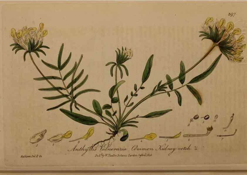 Reproducción/Reproduction 49787617863: British phaenogamous botany,. Oxford,Published by the author, sold by J.H. Parker [etc.]1834-43.. 