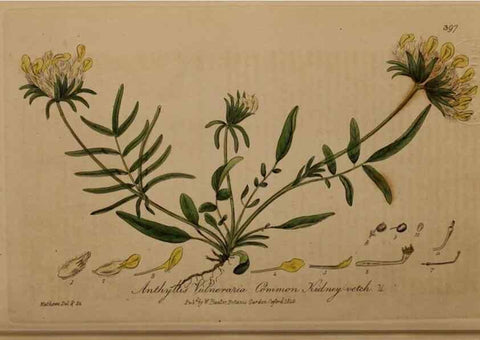 Reproducción/Reproduction 49787617863: British phaenogamous botany,. Oxford,Published by the author, sold by J.H. Parker [etc.]1834-43.. 
