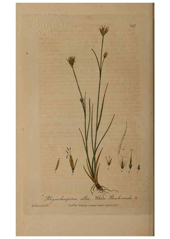 Reproducción/Reproduction 49788477637: British phaenogamous botany,. Oxford,Published by the author, sold by J.H. Parker [etc.]1834-43.. 