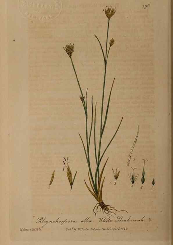 Reproducción/Reproduction 49788477637: British phaenogamous botany,. Oxford,Published by the author, sold by J.H. Parker [etc.]1834-43.. 