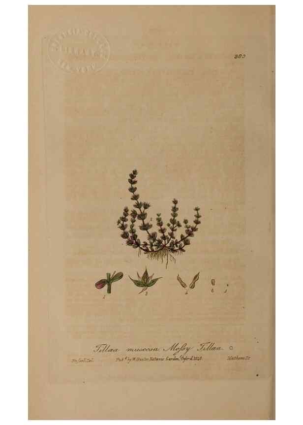 Reproducción/Reproduction 49787614498: British phaenogamous botany,. Oxford,Published by the author, sold by J.H. Parker [etc.]1834-43.. 