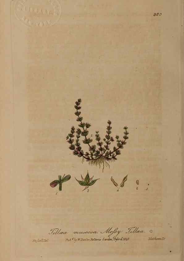 Reproducción/Reproduction 49787614498: British phaenogamous botany,. Oxford,Published by the author, sold by J.H. Parker [etc.]1834-43.. 