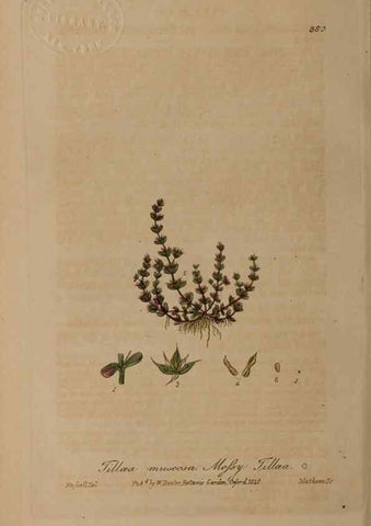 Reproducción/Reproduction 49787614498: British phaenogamous botany,. Oxford,Published by the author, sold by J.H. Parker [etc.]1834-43.. 