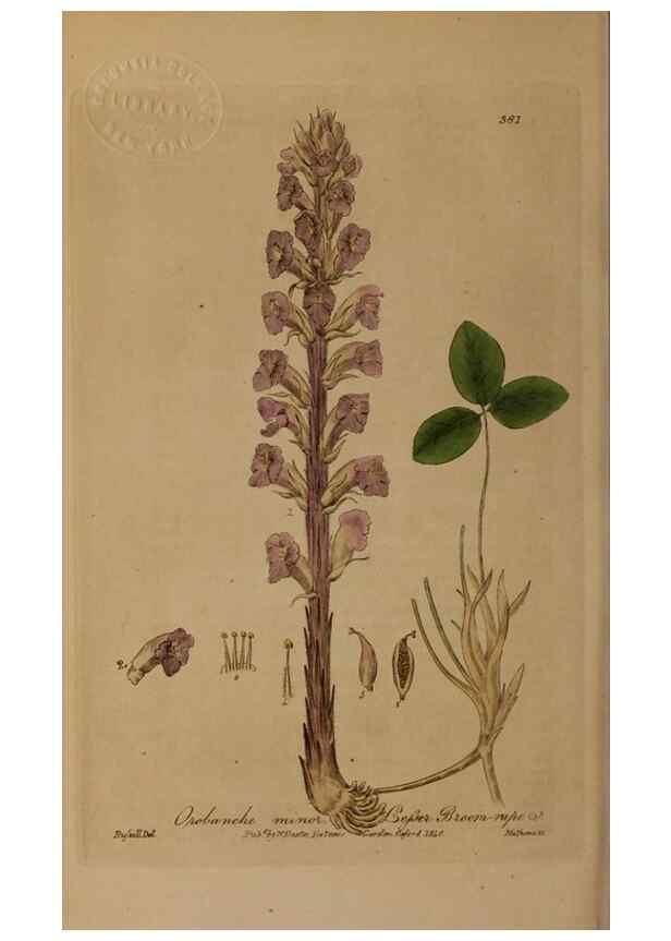 Reproducción/Reproduction 49788155241: British phaenogamous botany,. Oxford,Published by the author, sold by J.H. Parker [etc.]1834-43.. 