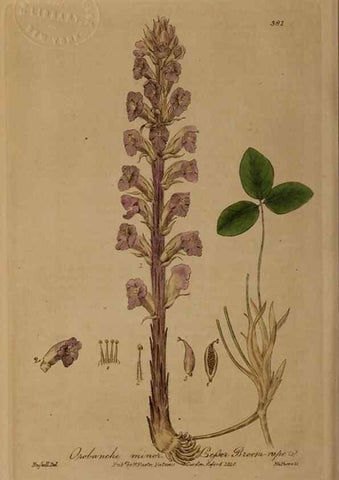 Reproducción/Reproduction 49788155241: British phaenogamous botany,. Oxford,Published by the author, sold by J.H. Parker [etc.]1834-43.. 